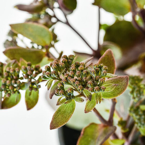 5212563_sedum_xenox_02