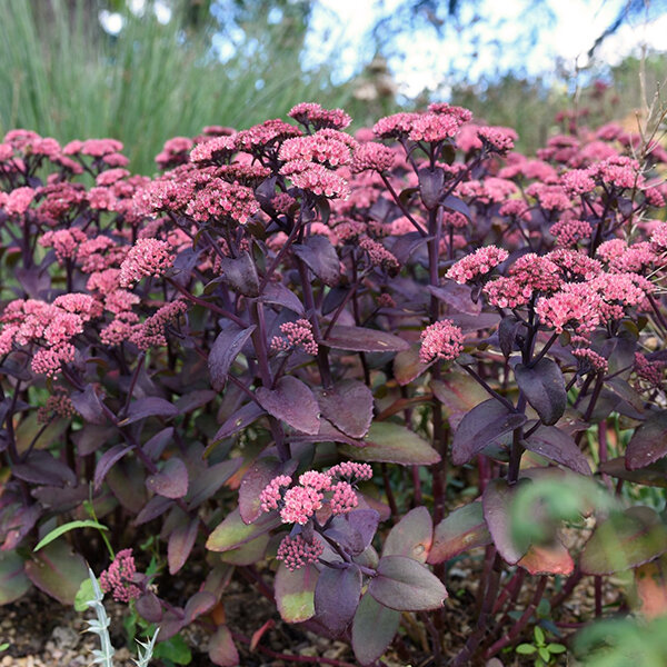 5212563_sedum_xenox_04