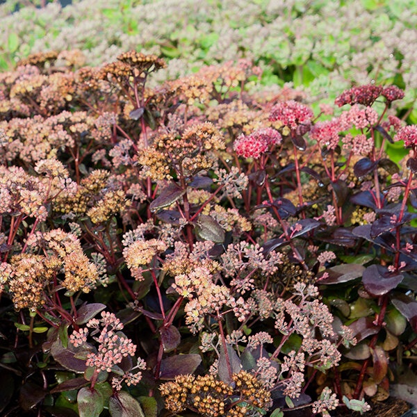 6250422_sedum_xenox_yellow_05