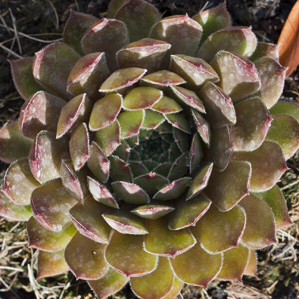 9250423_sempervivum_aglow_01
