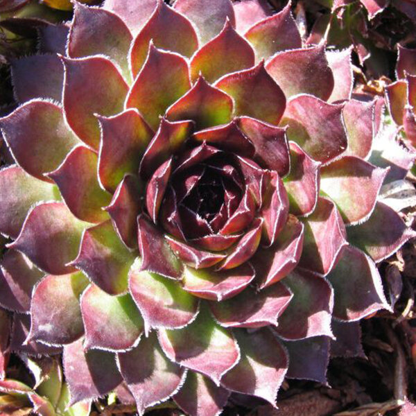 9250448_sempervivum_noir_01