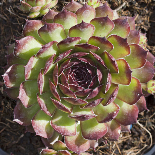 9250448_sempervivum_noir_02