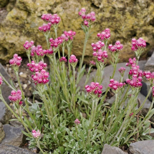 4251702_antennaria_rubra_02