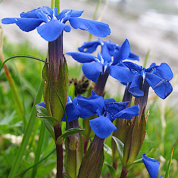 3233865_gentiana_verna_01