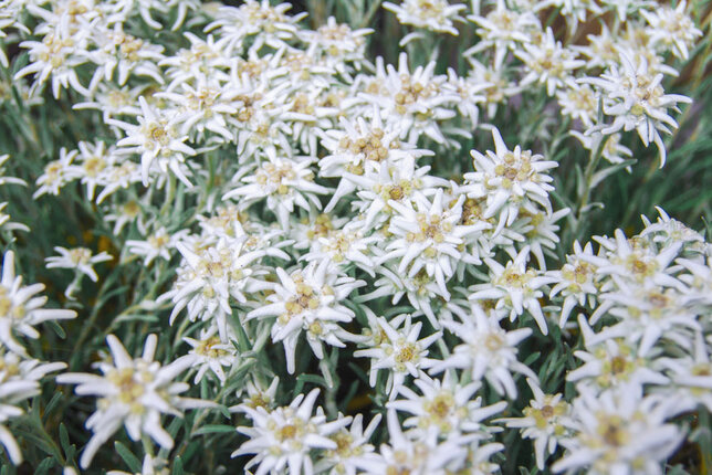 7250294_leontopodium_may_snow_01