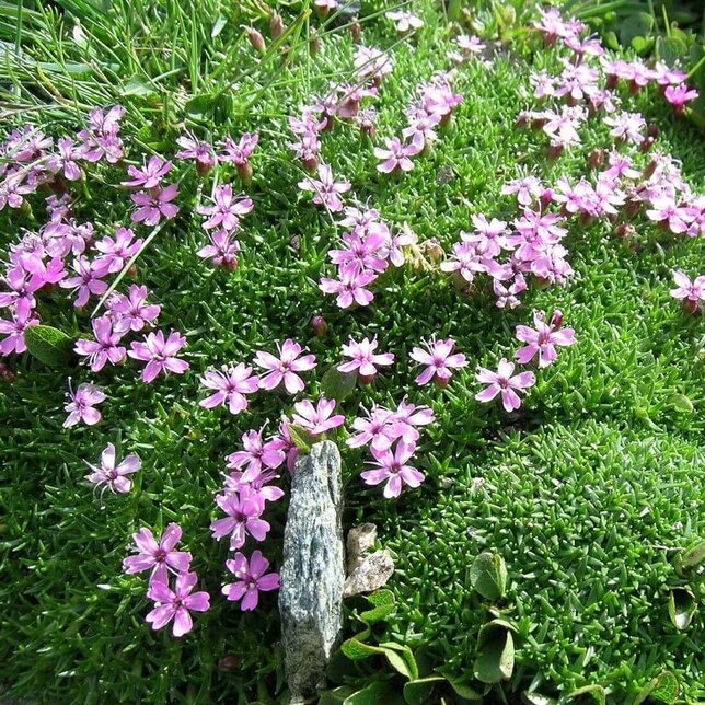 7210468_silene_mount_snowdon_04