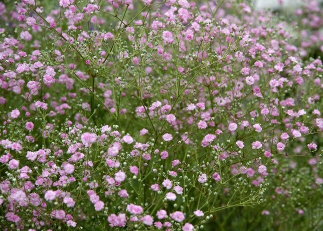 Gypsophila 'flamingo' - gypsomilka k1l - 5252102 Gypsophila 'Flamingo' 01