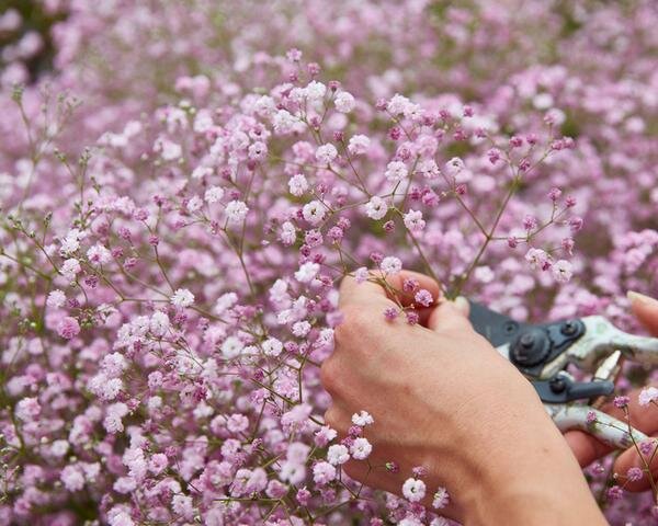 Gypsophila 'flamingo' - gypsomilka k1l - 5252102 Gypsophila 'Flamingo' 02