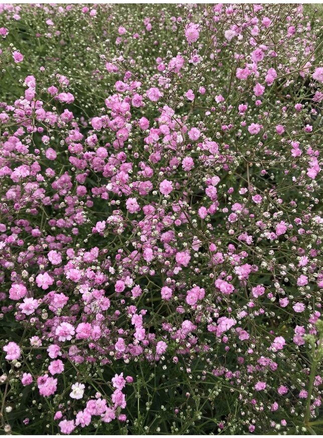 Gypsophila 'flamingo' - gypsomilka k1l - 5252102 Gypsophila 'Flamingo' 03