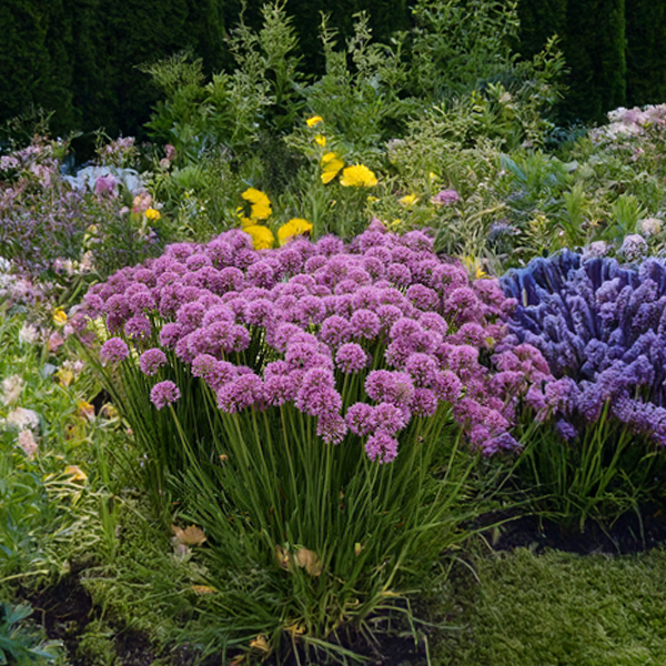 6254676_allium_serendipity_01