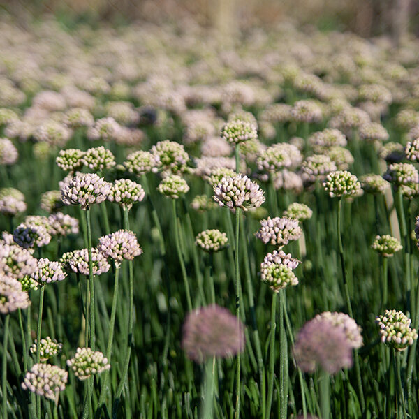 4223174_allium_sugar_melt_01