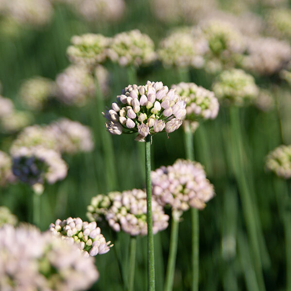 4223174_allium_sugar_melt_02