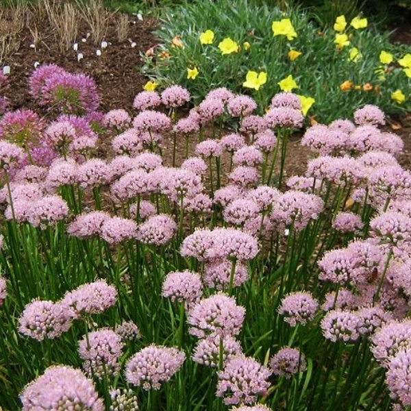 4223174_allium_sugar_melt_03