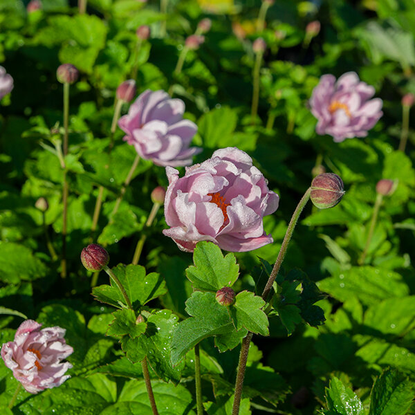 6253988_anemone_whirlwind_pink_01