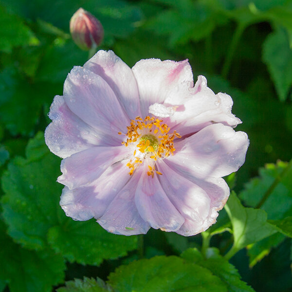 6253988_anemone_whirlwind_pink_02
