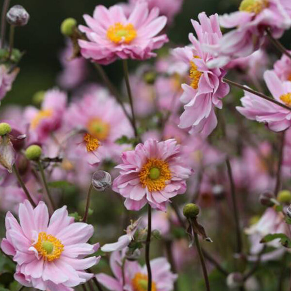 6253988_anemone_whirlwind_pink_03