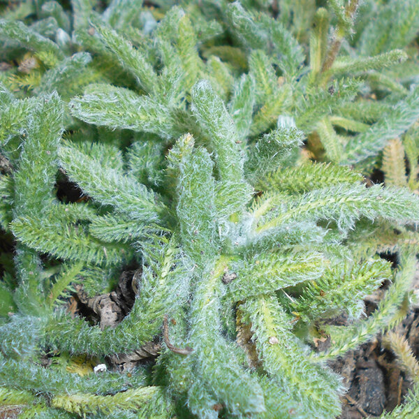 3252599_achillea_aurea_01