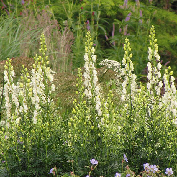 3232009_aconitum_album_02