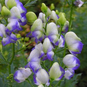 6251965_aconitum_bicolor_01