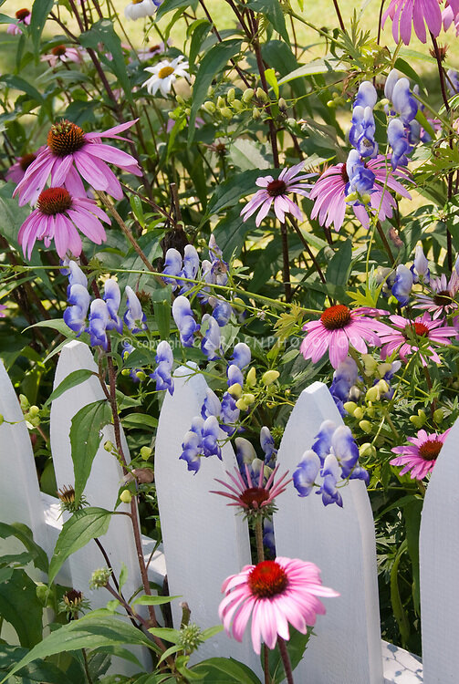 6251965_aconitum_bicolor_02