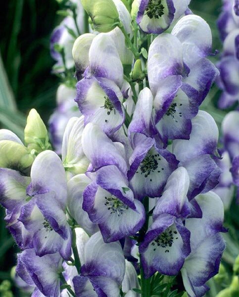 6251965_aconitum_bicolor_03