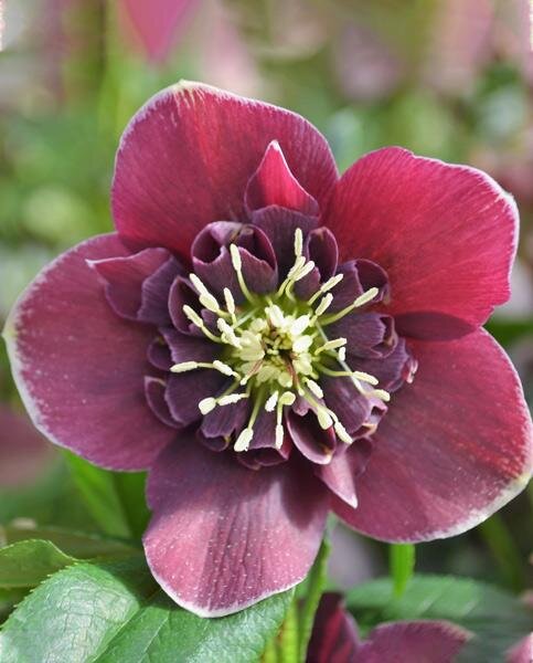 8212510_helleborus_anemone_red_with_white_edge_01