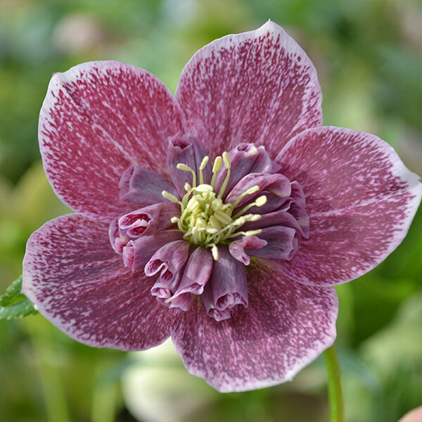 8212510_helleborus_anemone_red_with_white_edge_02