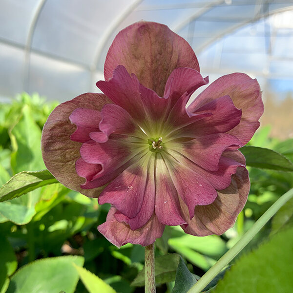 425474269_helleborus_unique_no_2