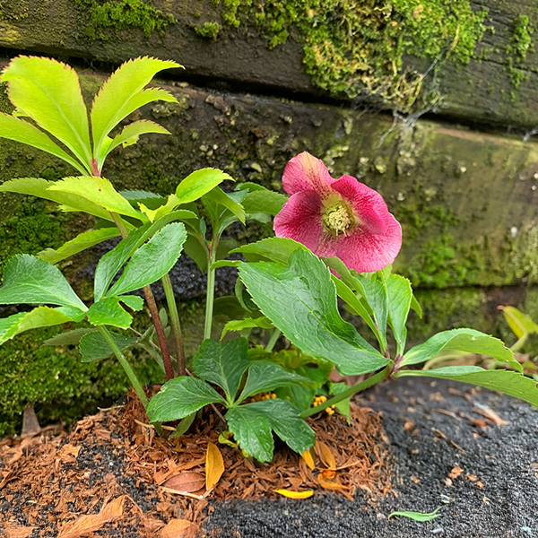 9256010_helleborus_unique_no