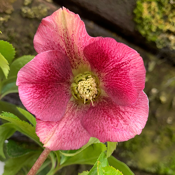 9256010_helleborus_unique_no_2