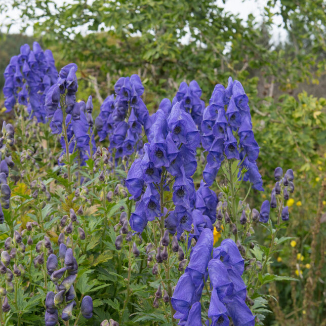 3251861_aconitum_arendsii_02