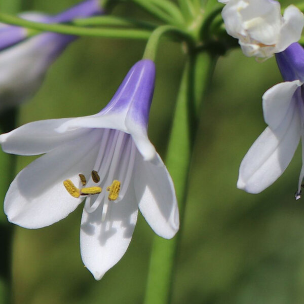 6251666_agapanthus_twister_03