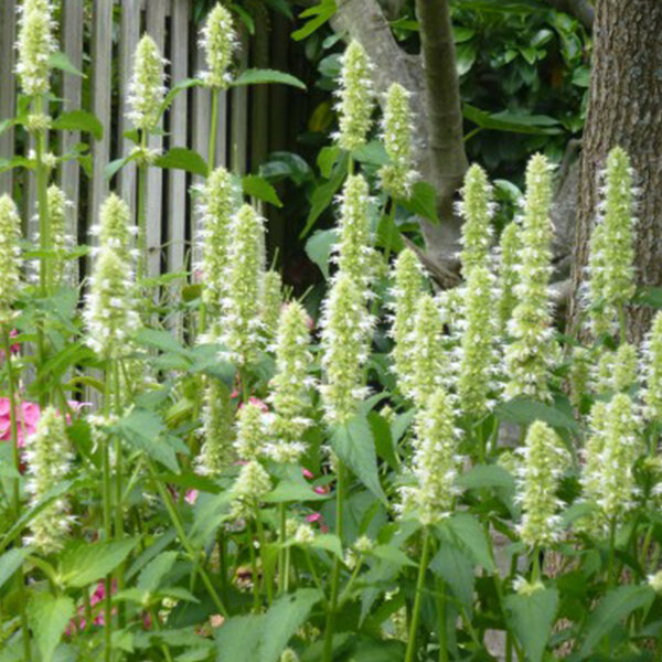 3252316_agastache_alabaster_01