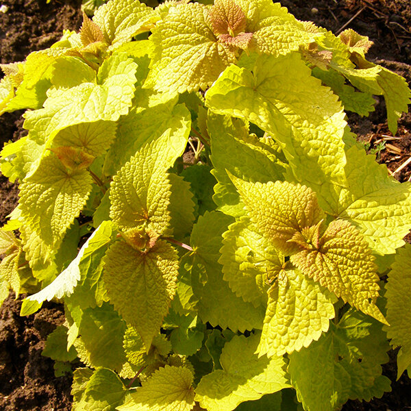 2240053_agastache_golden_jubilee_01