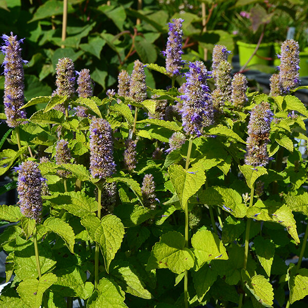 2240053_agastache_golden_jubilee_03