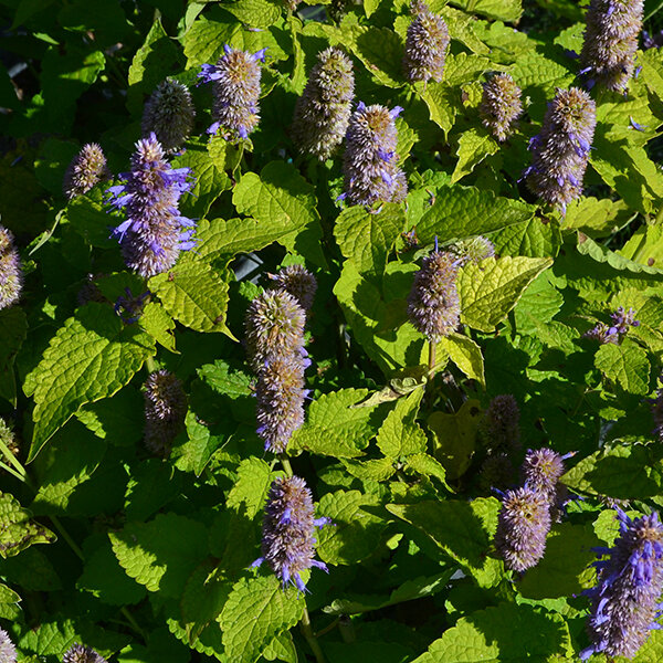2240053_agastache_golden_jubilee_04