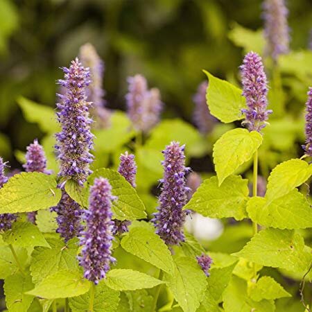 2240053_agastache_golden_jubilee_05