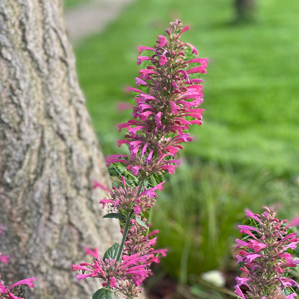 5251588_agastache_morello_04