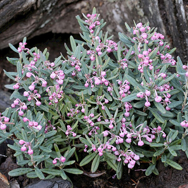 3212690_andromeda_blue_lagoon_03