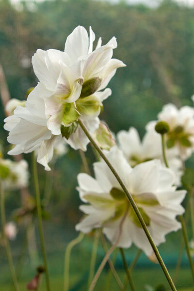 6250027_anemone_andrea_atkinson_01