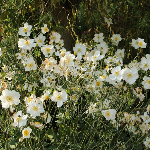 6250027_anemone_andrea_atkinson_02