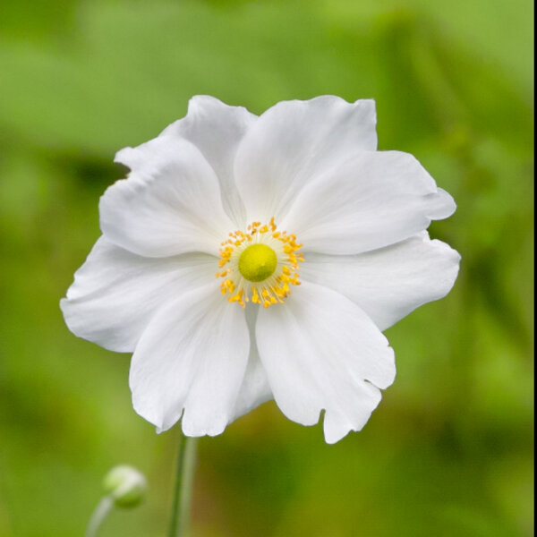 6250027_anemone_andrea_atkinson_04