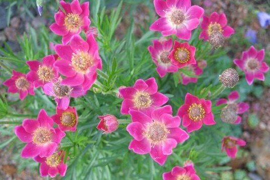 3250964_anemone_annabela_deep_rose_01