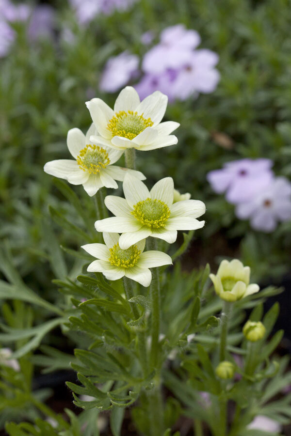 3251305_anemone_annabela_white_01