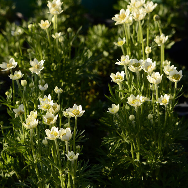 3251305_anemone_annabela_white_02