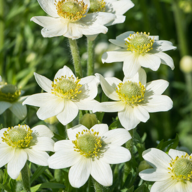3251305_anemone_annabela_white_03