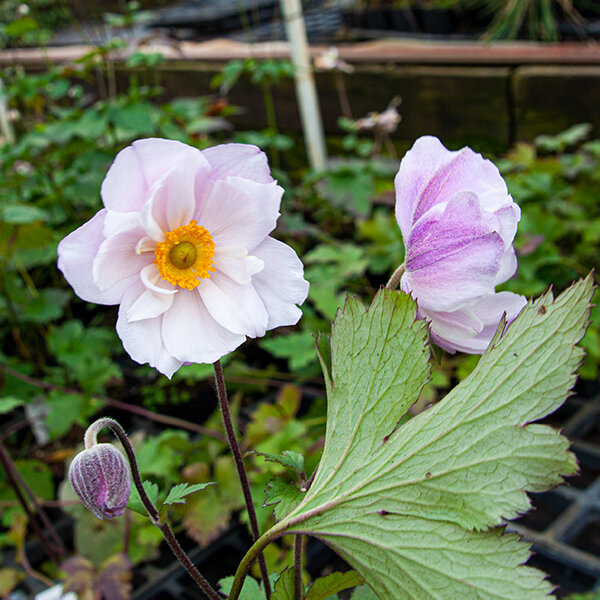 4251649_anemone_dreaming_swan_01