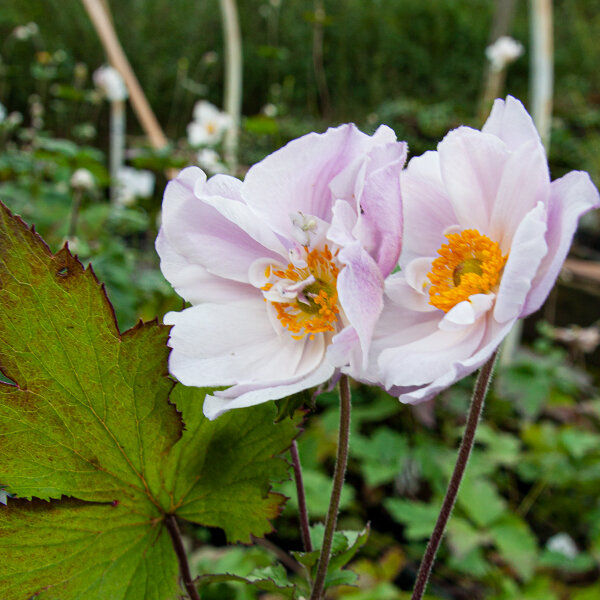 4251649_anemone_dreaming_swan_03