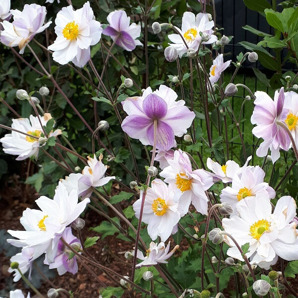 4251649_anemone_dreaming_swan_04