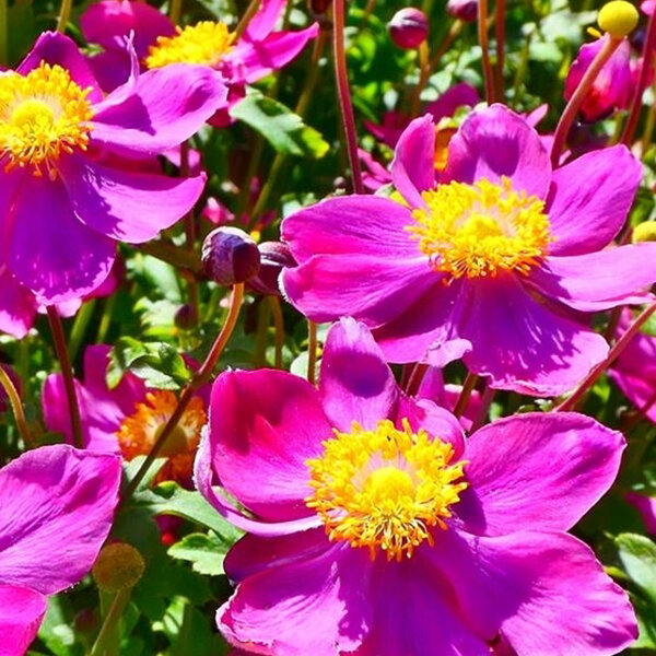 6253897_anemone_fantasy_ariel_03